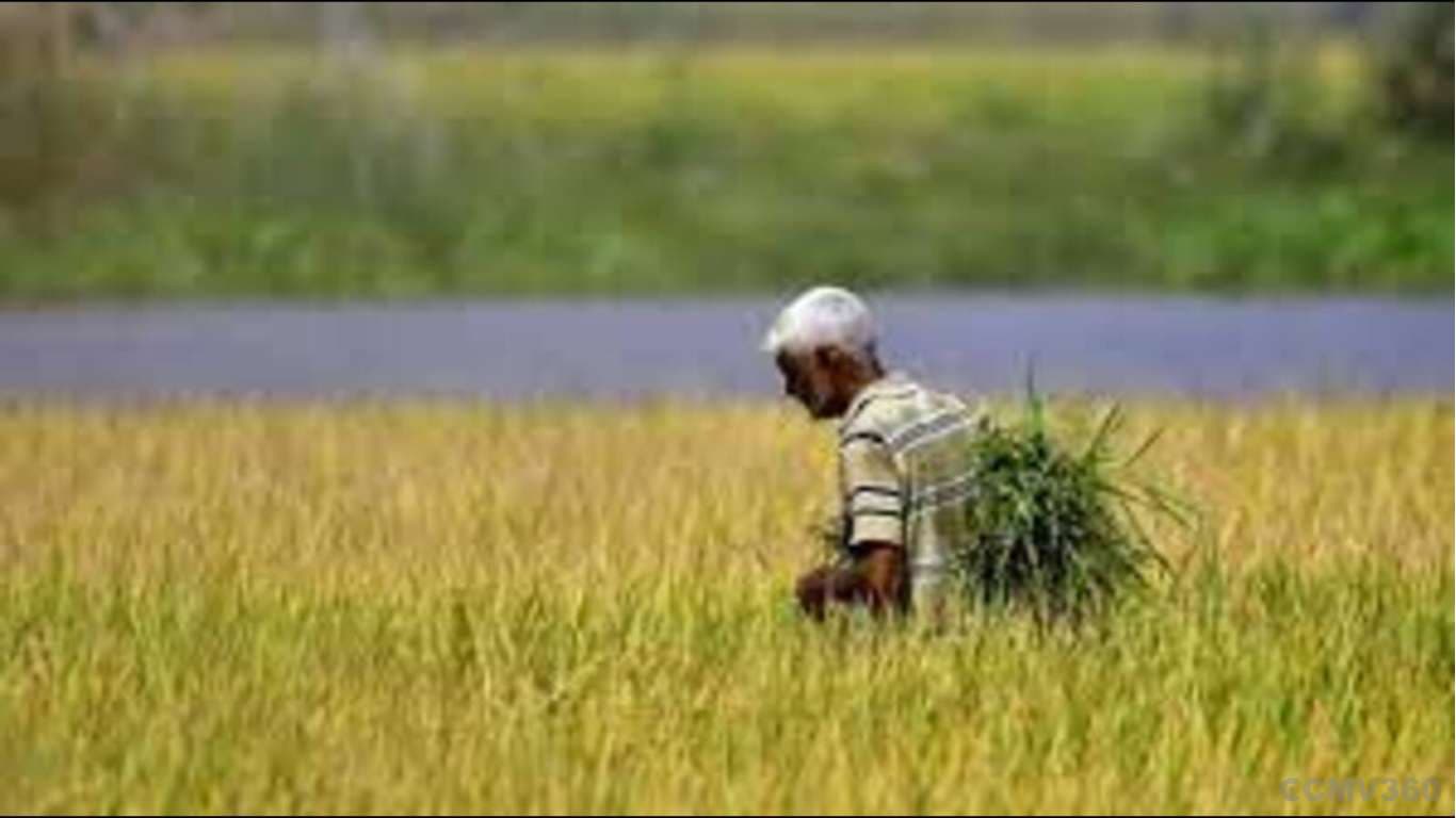 Farmers in Uttar Pradesh Must Register for Subsidized Seeds by May 10 Farmers in Uttar Pradesh Must Register for Subsidized Seeds by May 10