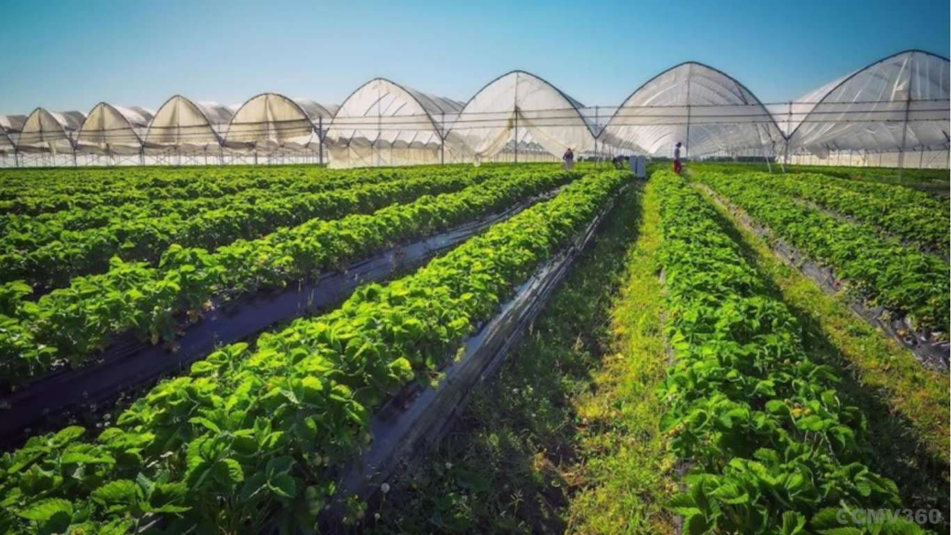 Horticulture Drives Growth in Indian Agriculture and Farmer Incomes Horticulture Drives Growth in Indian Agriculture and Farmer Incomes