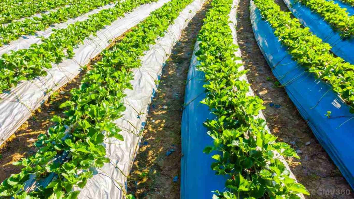 Mulching in Farming: Benefits, Methods, and Costs Explained Mulching in Farming: Benefits, Methods, and Costs Explained