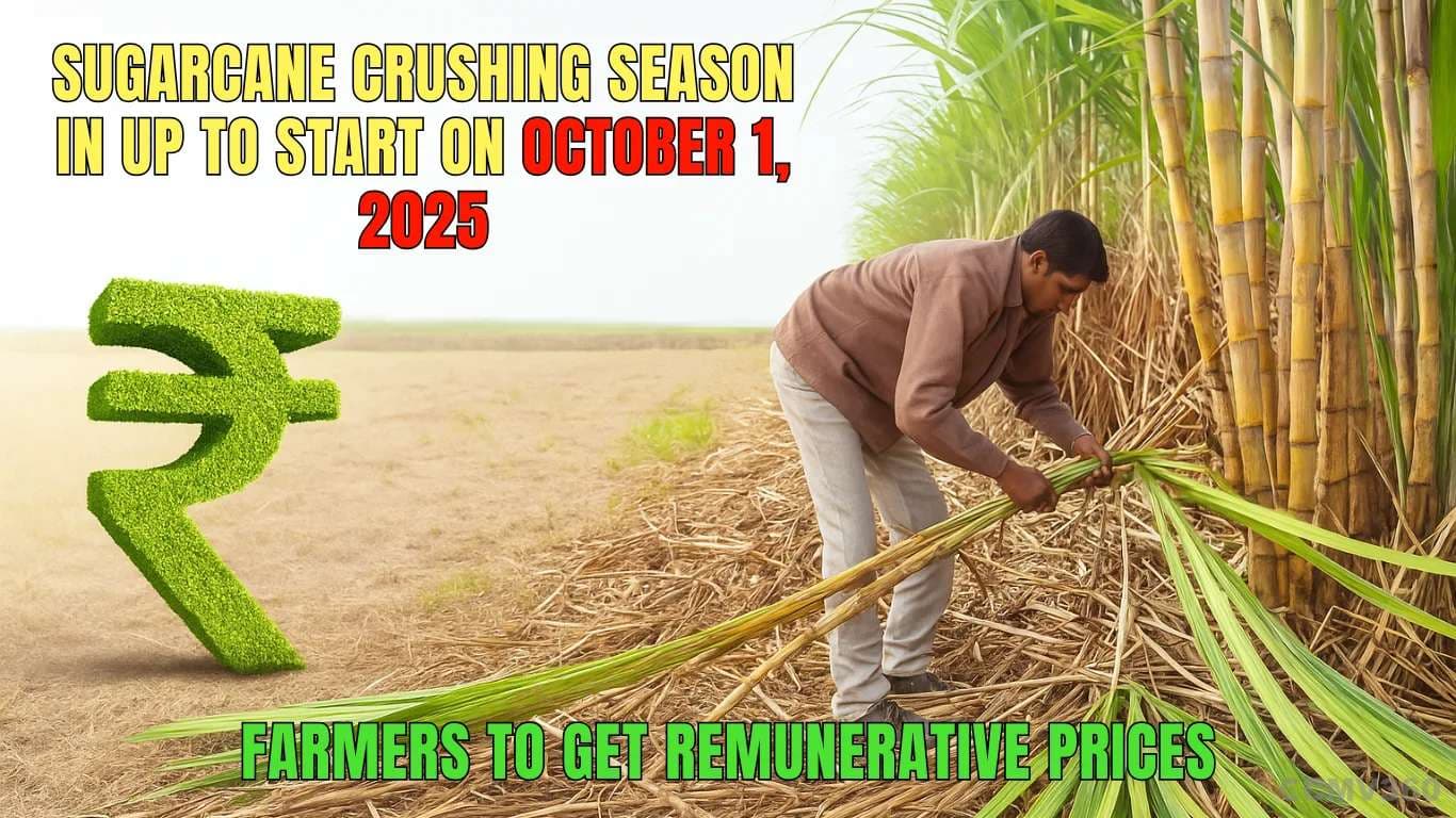 Sugarcane Crushing Season in UP to Start on October 1, 2025 – Farmers to Get Remunerative Prices Sugarcane Crushing Season in UP to Start on October 1, 2025.webp