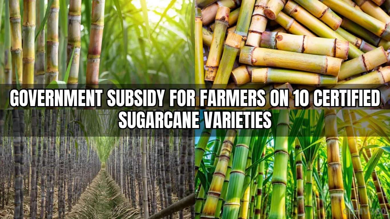 சான்றளிக்கப்பட்ட 10 கரும்பு வகைகளுக்கு விவசாயிகளுக்கு அரசு மானிய Government Subsidy for Farmers on 10 Certified Sugarcane Varieties.webp