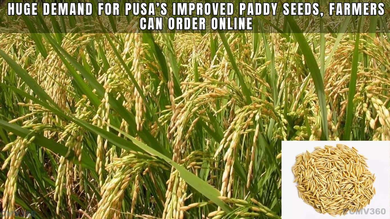 Huge Demand for Pusa’s Improved Paddy Seeds, Farmers Can Order Online Huge Demand for Pusaâs Improved Paddy Seeds, Farmers Can Order Online.webp