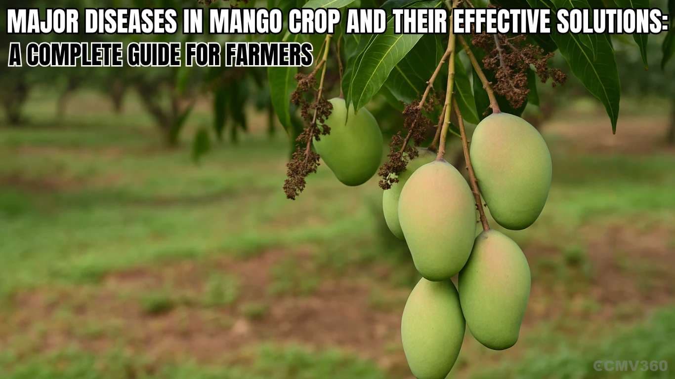 Major Diseases in Mango Crop and Their Effective Solutions: A Complete Guide for Farmers Major Diseases in Mango Crop and Their Effective Solutions A Complete Guide for Farmers.webp
