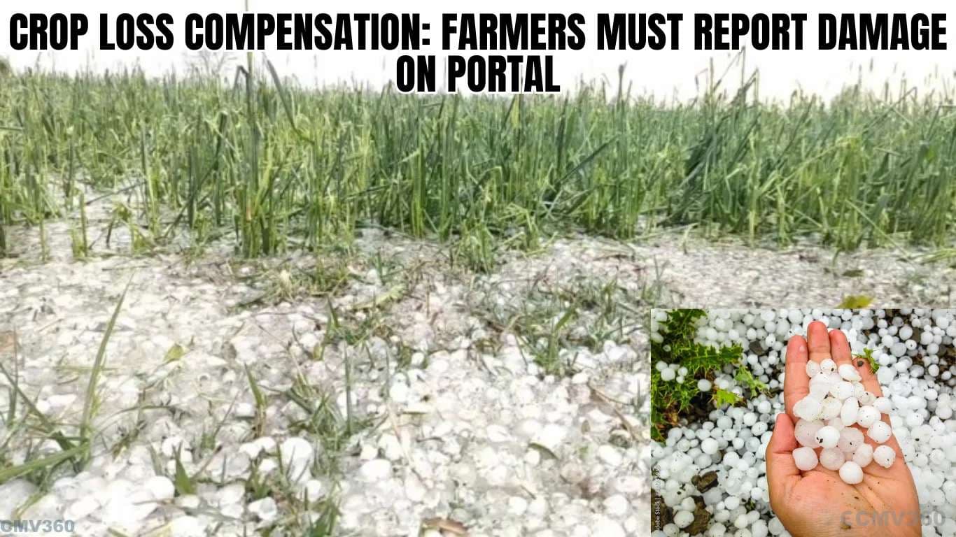 பயிர் இழப்பு இழப்பீடு: விவசாயிகள் போர்ட்டலில் சேத Crop Loss Compensation Farmers Must Report Damage on Portal (2).webp