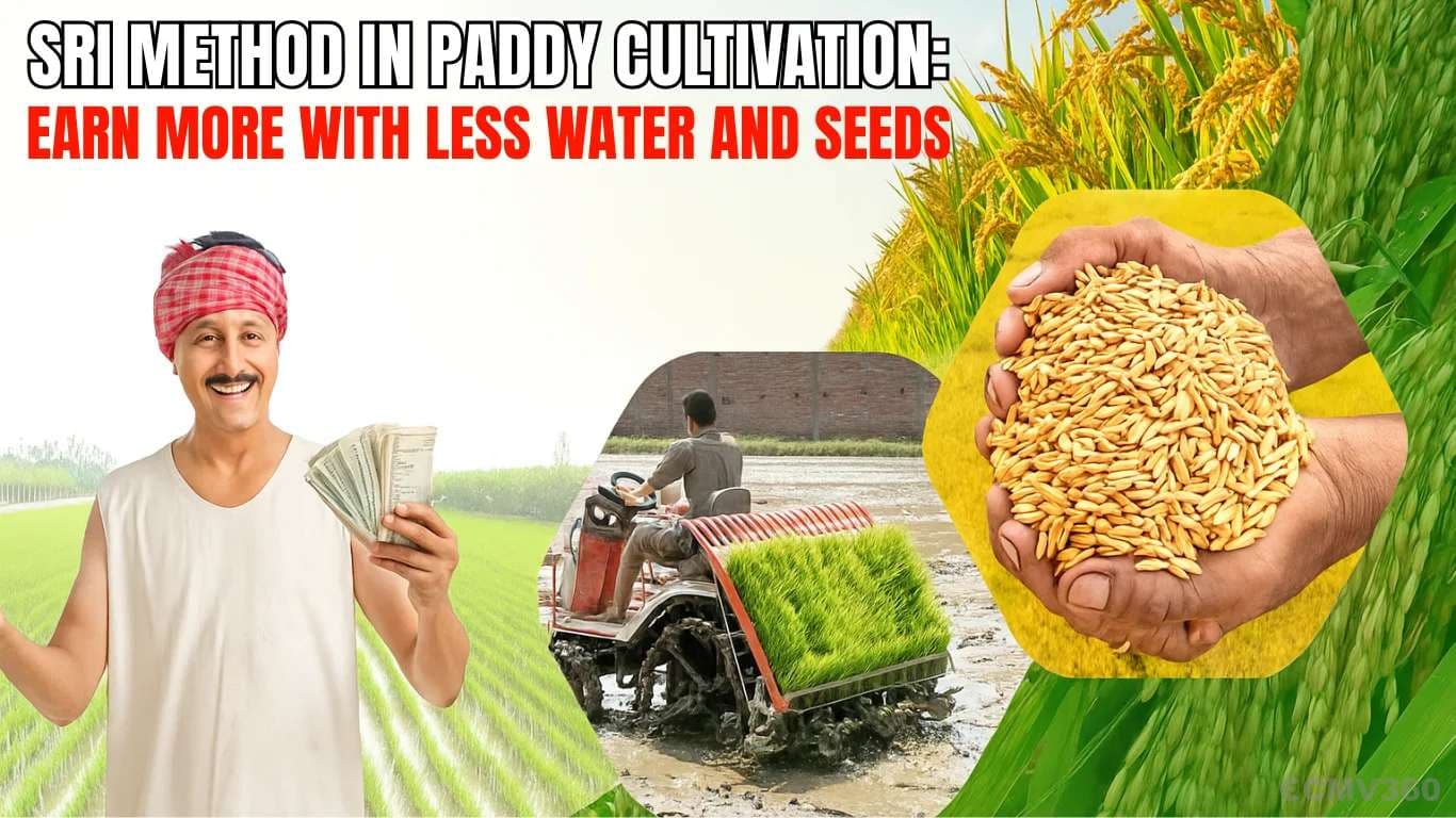 SRI Method in Paddy Cultivation: Earn More with Less Water and Seeds SRI Method in Paddy Cultivation Earn More with Less Water and Seeds.webp