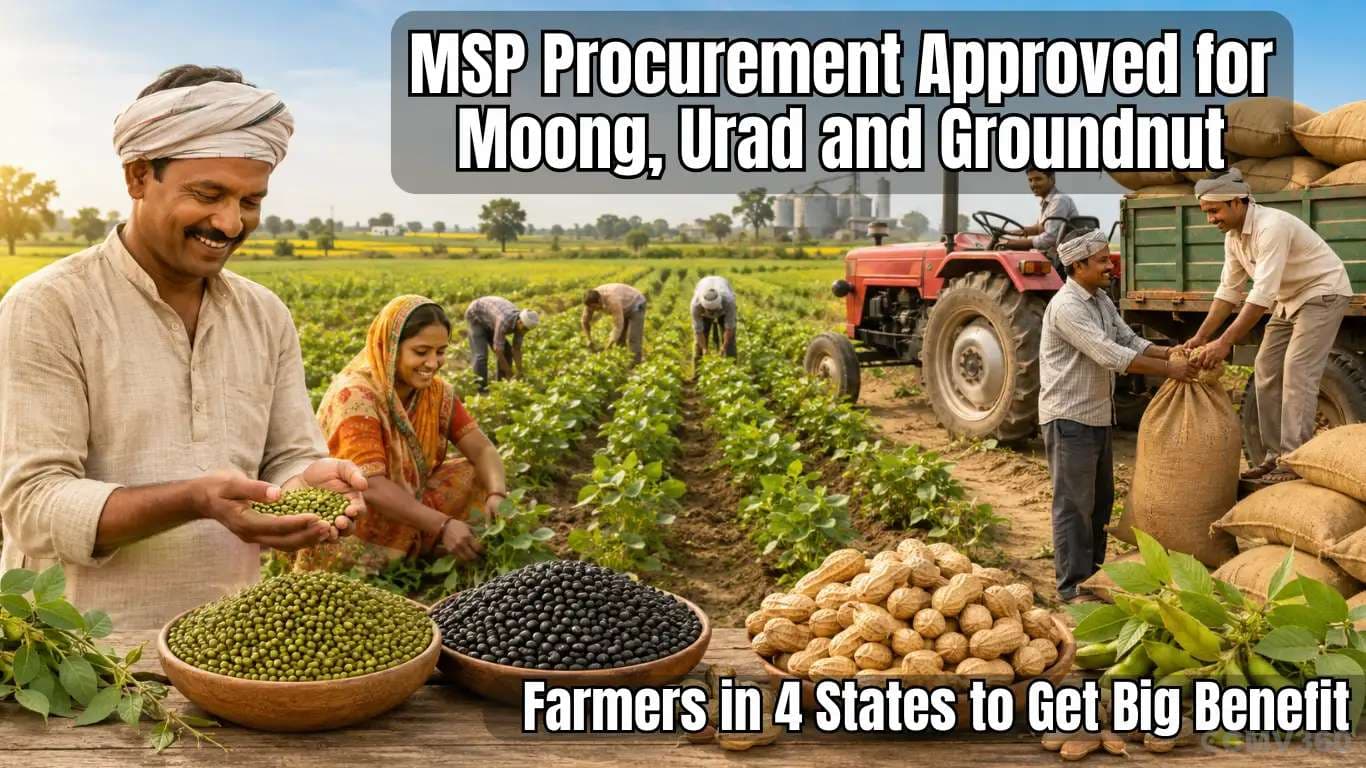 MSP Procurement Approved for Moong, Urad and Groundnut: Farmers in 4 States to Get Big Benefit MSP Procurement Approved for Moong, Urad and Groundnut: Farmers in 4 States to Get Big Benefit