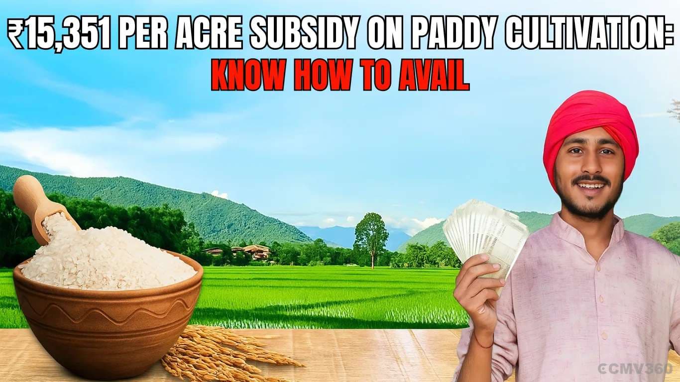 ₹15,351 Per Acre Subsidy on Paddy Cultivation: Know How to Avail â¹15,351 Per Acre Subsidy on Paddy Cultivation Know How to Avail.webp