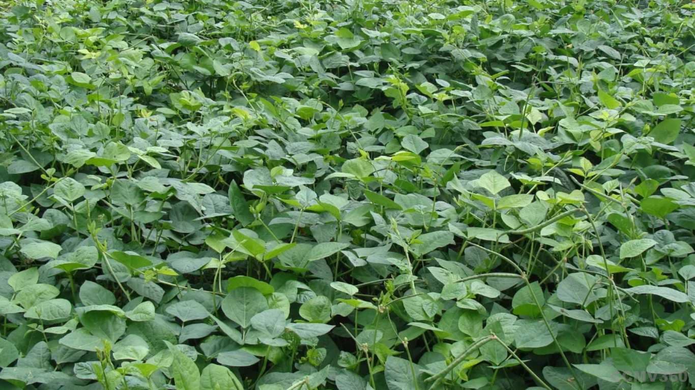 Top 8 Summer Crops to Boost Farmers Income in India Top 8 Summer Crops to Boost Farmers’ Income in India