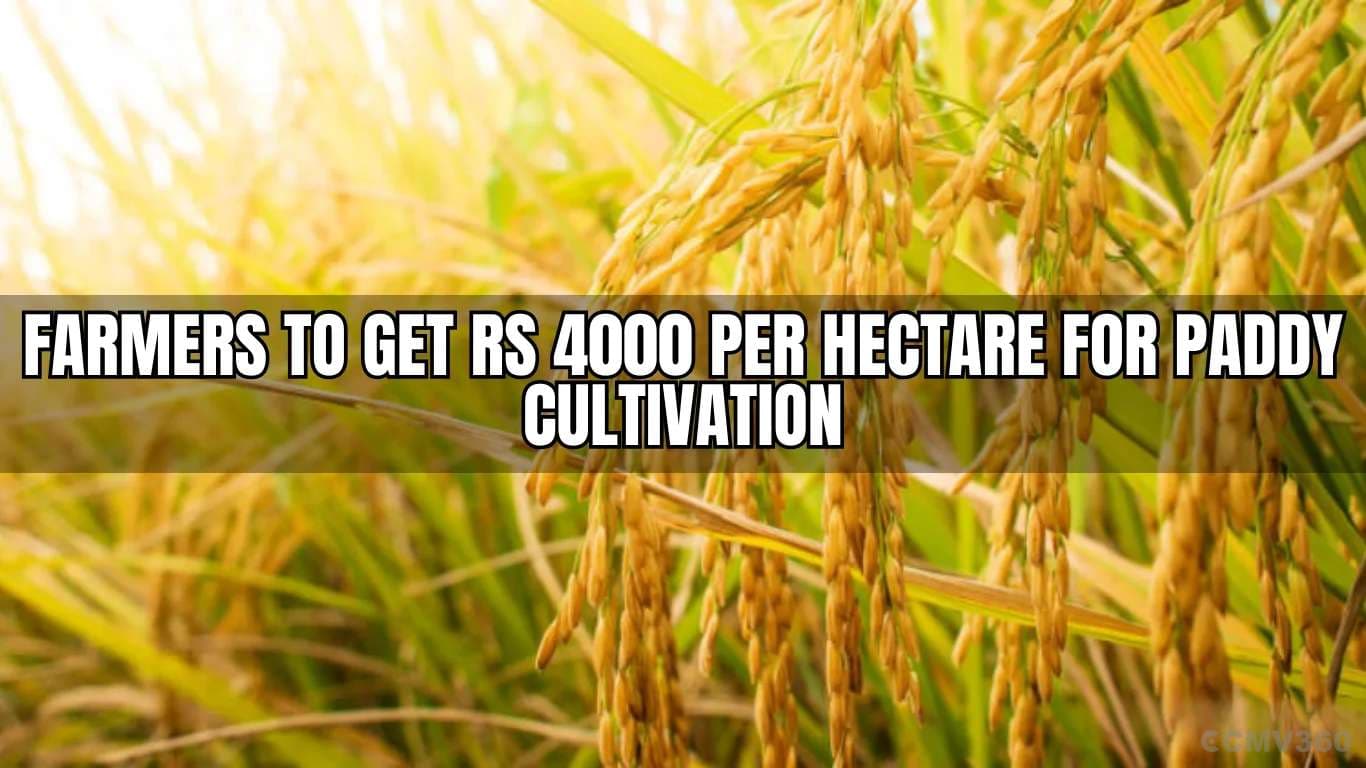 நெல் சாகுபடிக்கு ஒரு ஹெக்டேருக்கு 4000 ரூபாய் விவசாயிகள் பெற Farmers to Get Rs 4000 Per Hectare for Paddy Cultivation.webp