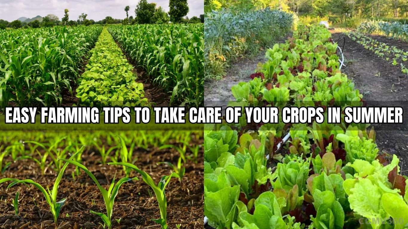 Easy Farming Tips to Take Care of Your Crops in Summer Easy Farming Tips to Take Care of Your Crops in Summer.webp