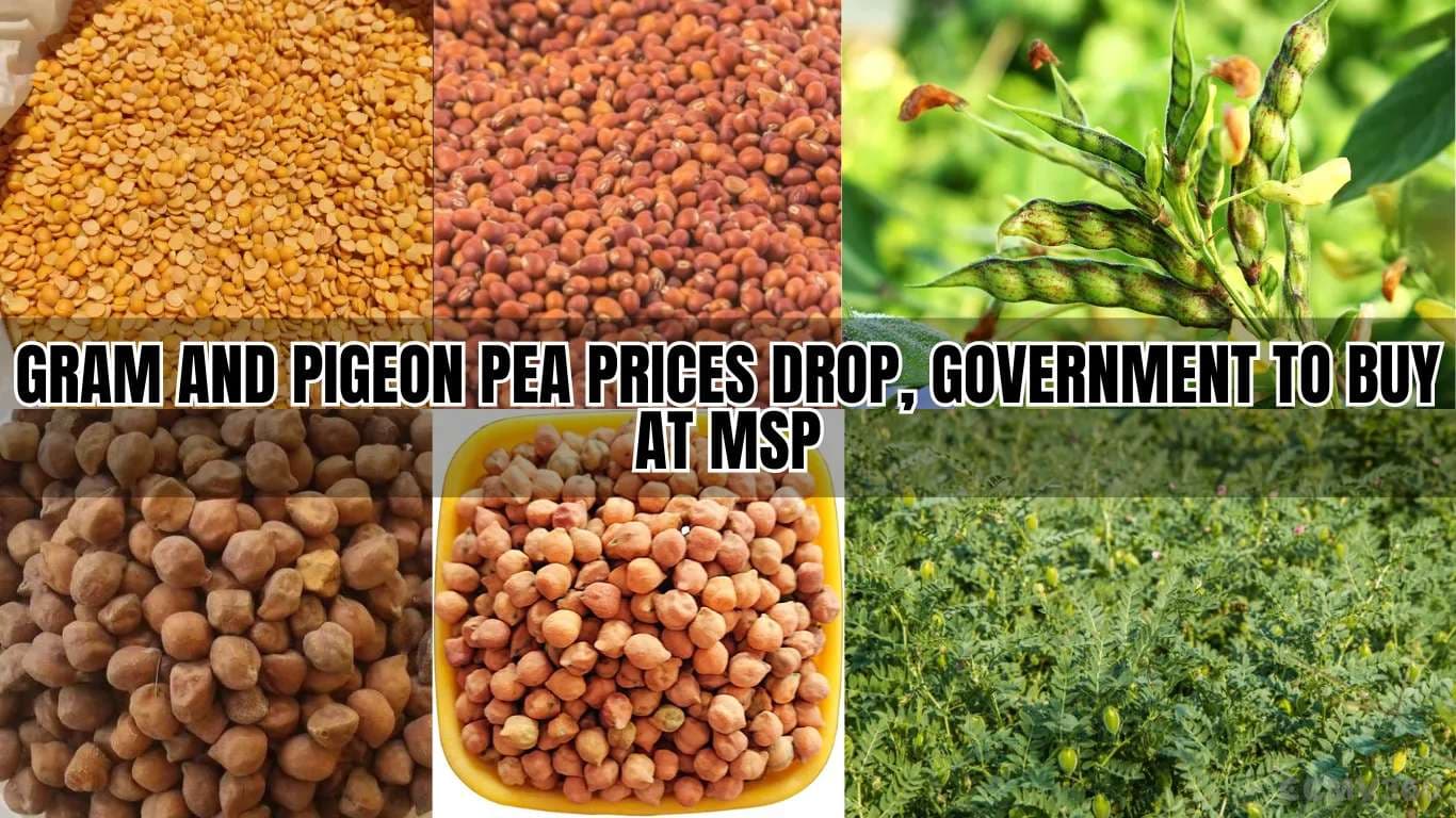 கிராம் மற்றும் புறா பட்டாணி விலை குறைகிறது, அரசாங்கம் MSP இல் வாங்கும் Gram and Pigeon Pea Prices Drop, Government to Buy at MSP.webp