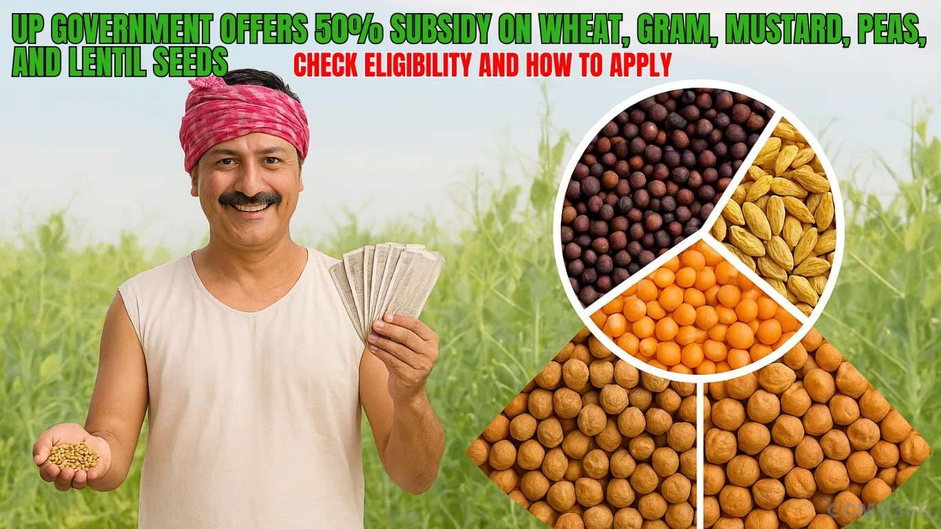 UP Government Offers 50% Subsidy on Wheat, Gram, Mustard, Peas, and Lentil Seeds, Check Eligibility and How to Apply UP Govt 50% Subsidy on Wheat, Gram, Mustard, Lentil, and Pea Seeds