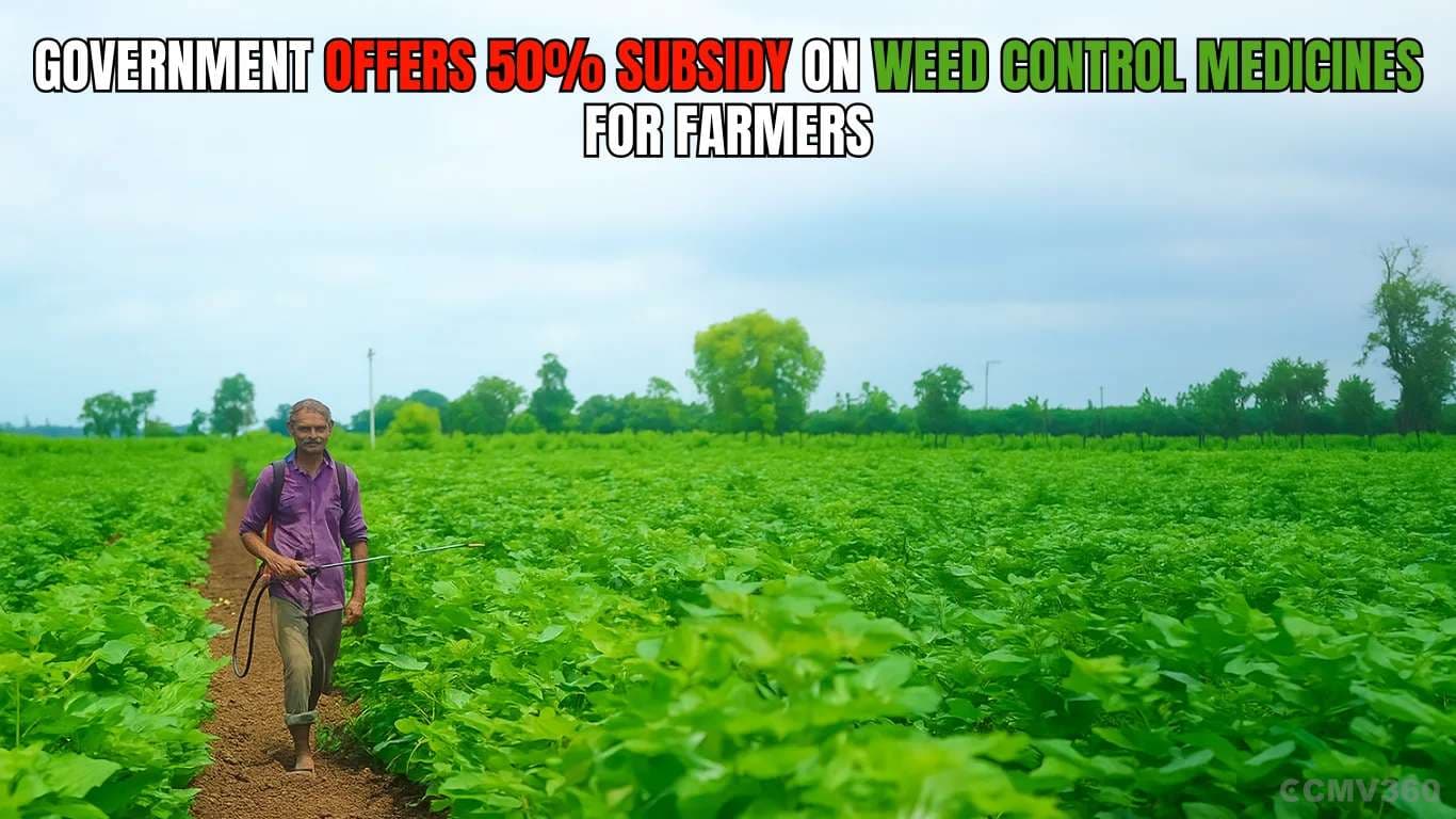 Government Offers 50% Subsidy on Weed Control Medicines for Farmers Government Offers 50% Subsidy on Weed Control Medicines for Farmers.webp