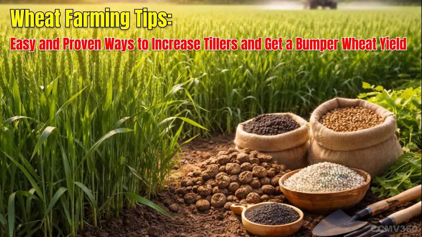 Wheat Farming Tips: Easy and Proven Ways to Increase Tillers and Get a Bumper Wheat Yield Easy Wheat Farming Tips to Increase Tillers and Boost Yield