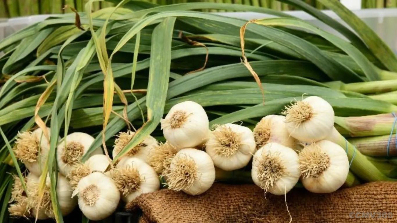 Garlic Garlic