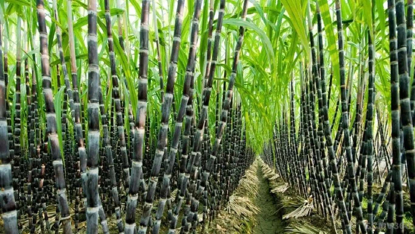 Spring Sugarcane Cultivation: How Farmers Can Get Better Yields and Higher Profits Sugarcane.webp