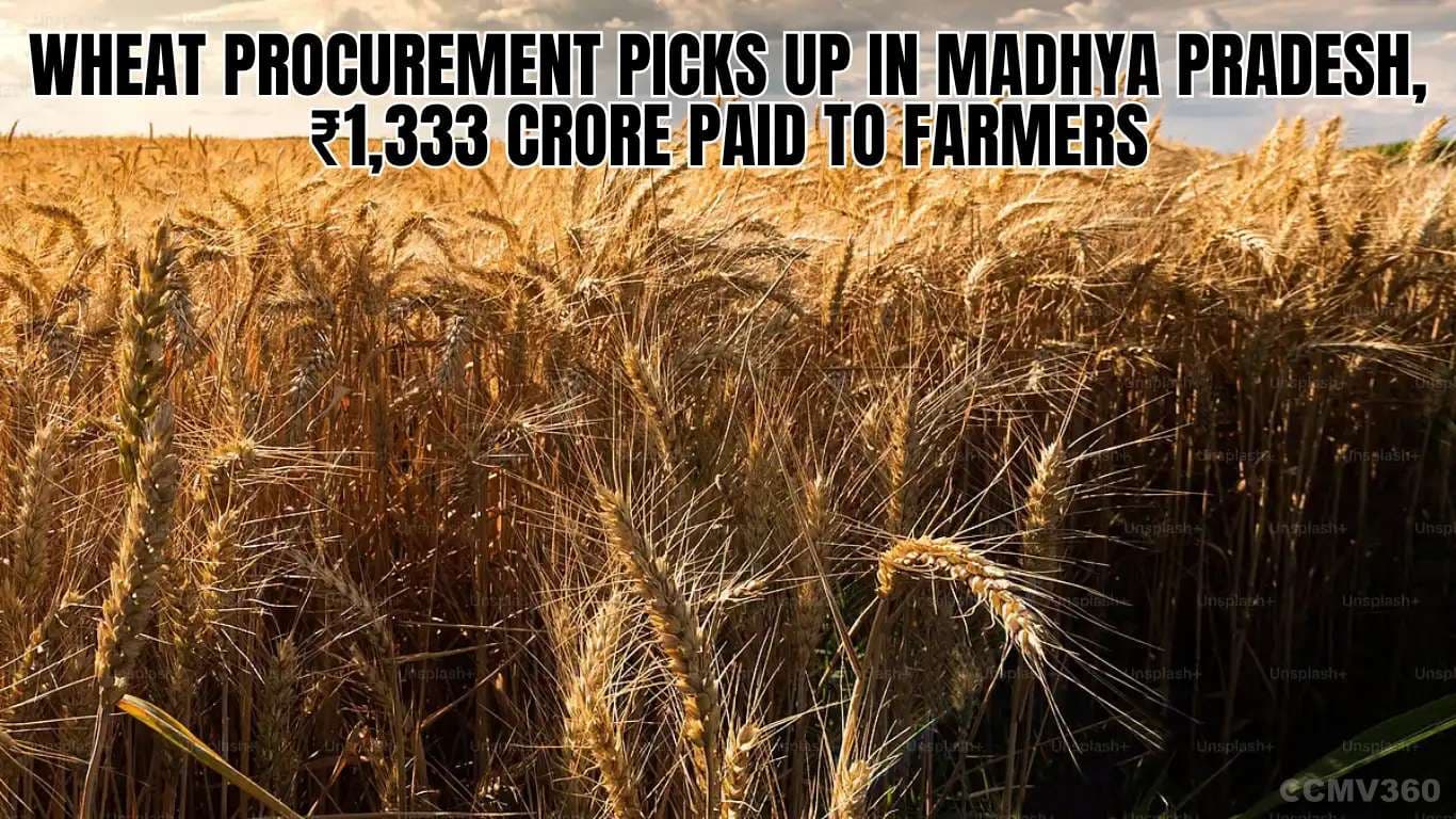 Wheat Procurement Picks Up in Madhya Pradesh, ₹1,333 Crore Paid to Farmers Wheat Procurement Picks Up in Madhya Pradesh, ₹1,333 Crore Paid to Farmers