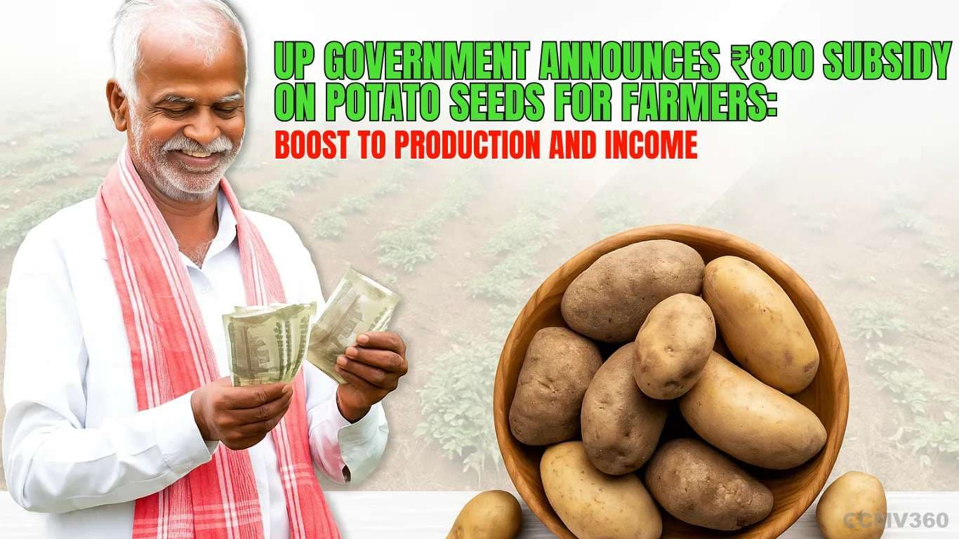 UP Government Announces ₹800 Subsidy on Potato Seeds for Farmers: Boost to Production and Income UP Govt Offers ₹800 Subsidy on Potato Seeds for Farmers